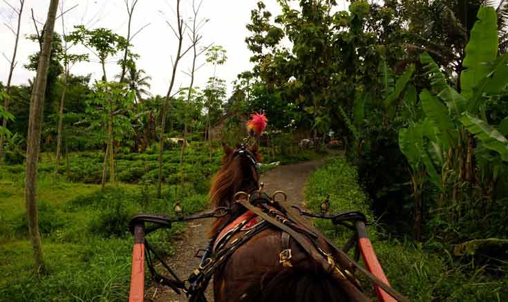 Things to do in Yogyakarta - Take a leisurely andong ride through the villages