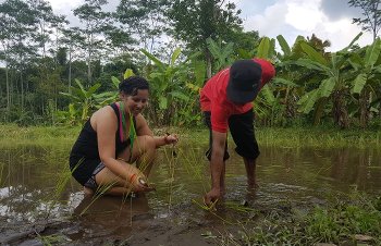 Planting rice in Pentingsari, Yogyakarta, Indonesia