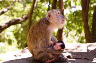 Plenty of monkey sightings in Malaysia